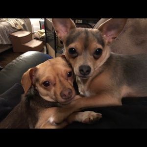 Meet your Posher, Julie